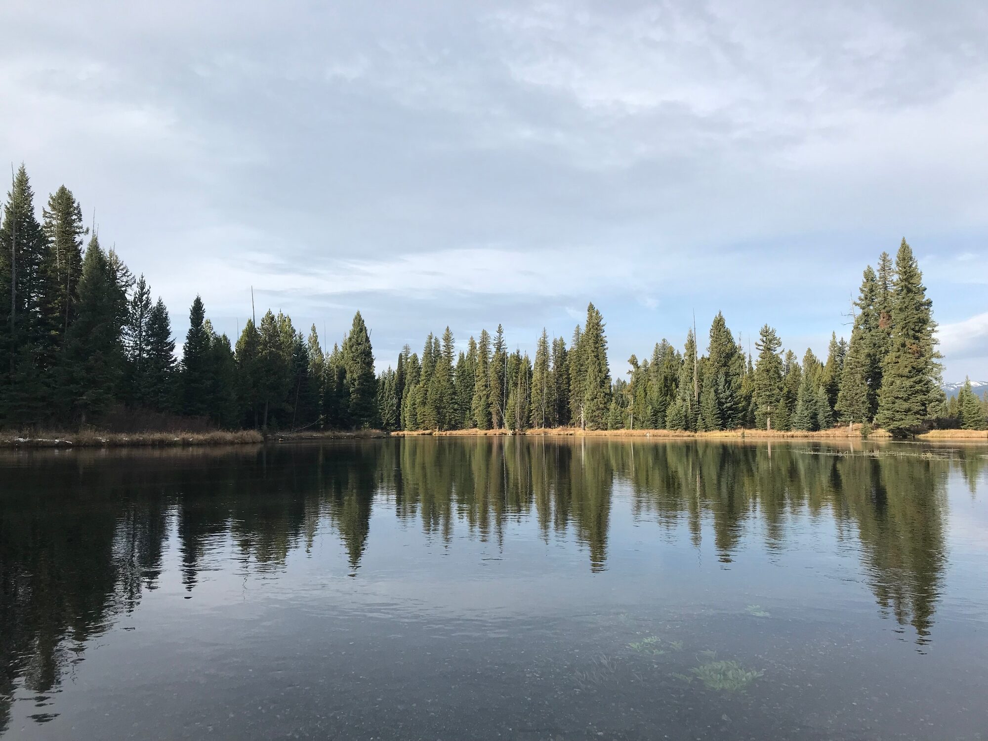 The Henry's Fork shoreline near Island Park, Idaho