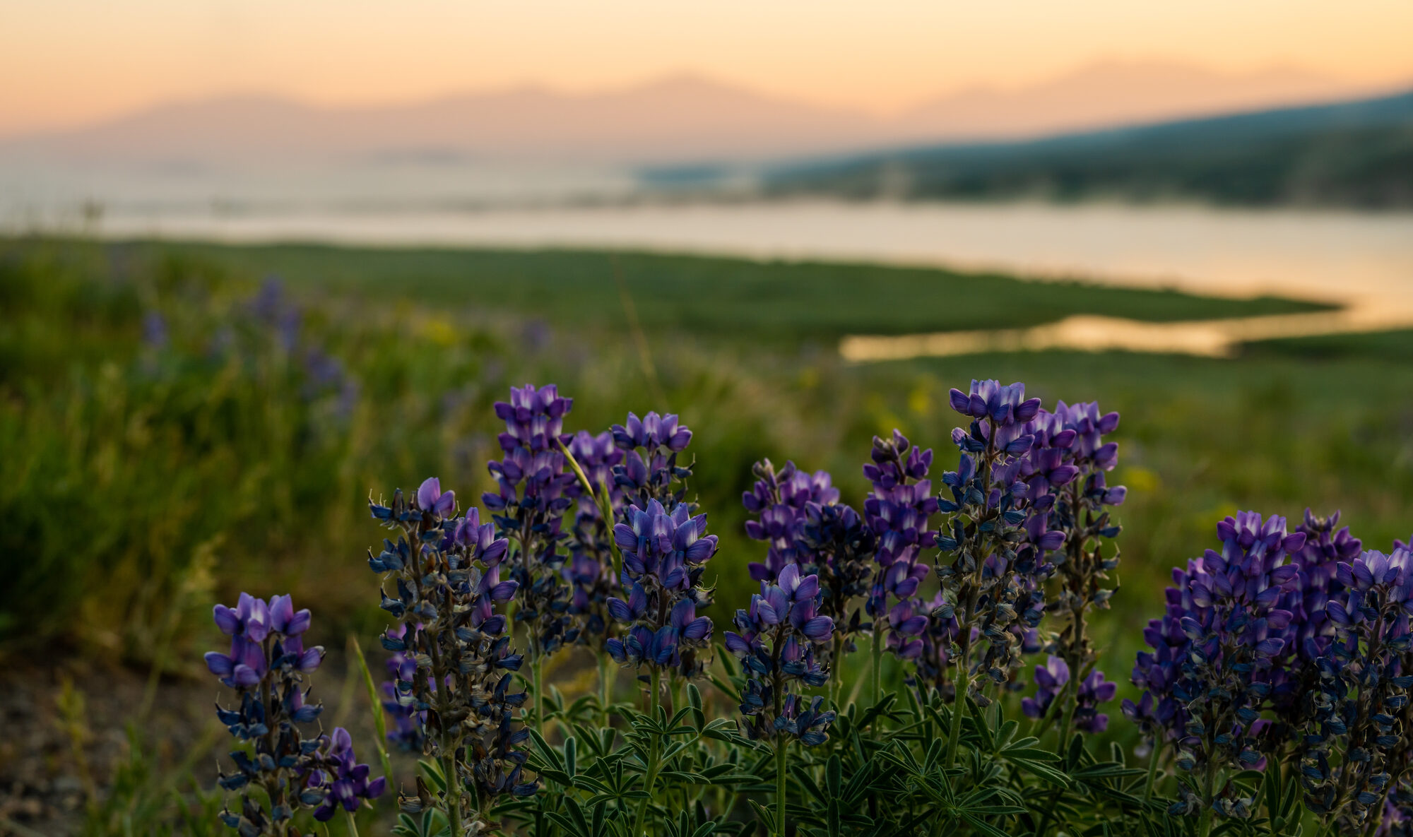 Sunrise over Hayden Valley in Yellowstone — wildflowers and the river