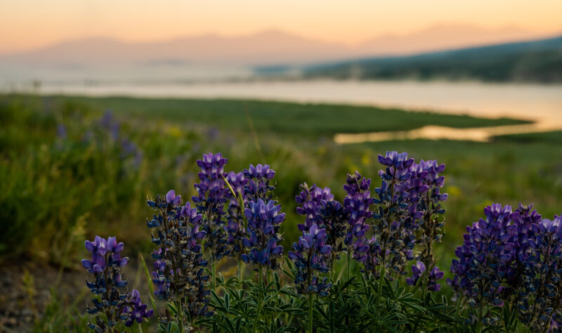 Sunrise over Hayden Valley with the Yellowstone River