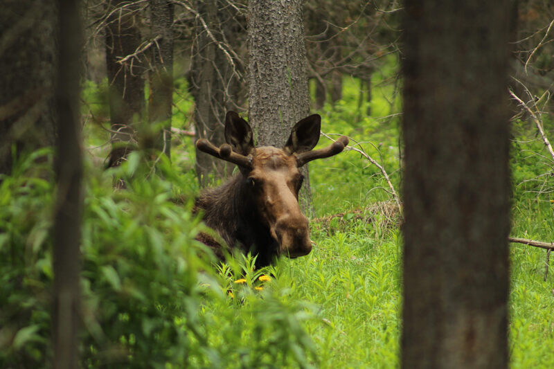 Moose grazing — Yellowstone wildlife