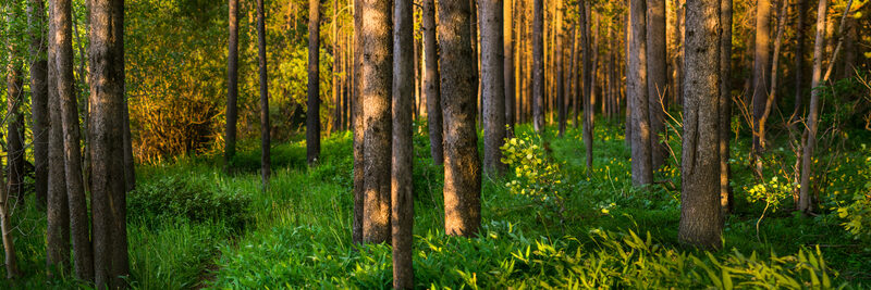 Summer pines and lodgepole forest in Island Park