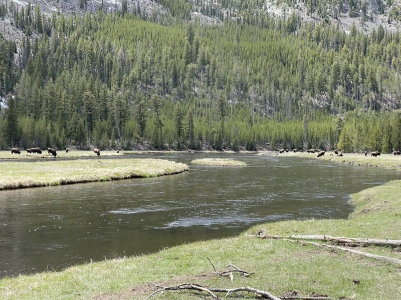 Spring meadow in Yellowstone country